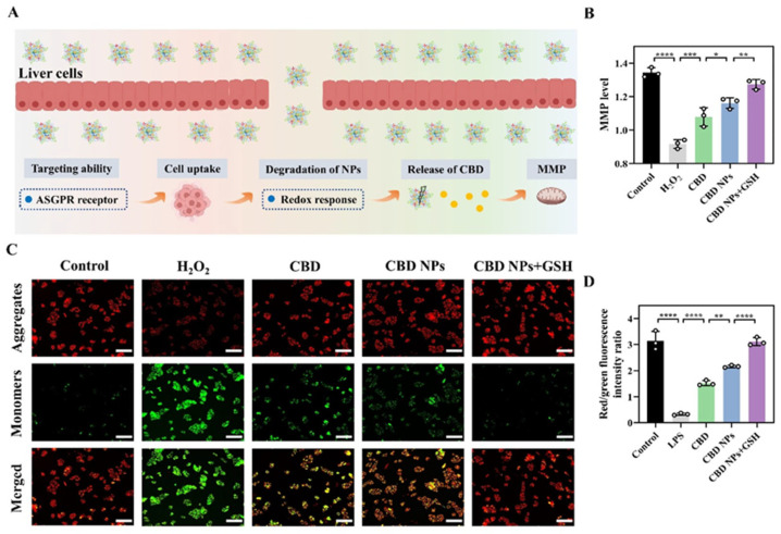 MMP level analysis. (A) A flow chart of the protective effect of nanoparticles on MMP. (B) The levels of MMP in HepG2 cells treated with different samples. (C) The fluorescence images of MMP and (D) the red/green fluorescence intensity ratio. Magnification: 10 times. The scale bar = 120 μm. The values are presented as the mean ± SD (n = 3). Statistical significance is indicated as follows: * p < 0.05, ** p < 0.01, *** p < 0.001, and **** p < 0.0001.
