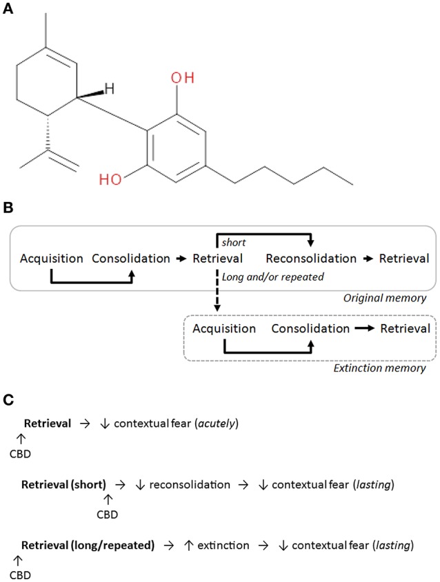 (A) The chemical structure of CBD (National Center for Biotechnology Information, 2016). (B) The different phases of fear memory. In the hours after its acquisition fear memory undergoes consolidation. After a short duration of retrieval, fear memory can become destabilized, after which it undergoes reconsolidation to maintain or update the memory. With longer retrieval and/or repeated exposures extinction can occur, resulting in the acquisition and consolidation of a new extinction memory which competes with the original memory to inhibit fear expression. (C) A summary of the effects of acute CBD administration on different contextual fear memory processes. CBD reduces learned fear expression, disrupts fear memory reconsolidation, and facilitates fear extinction.