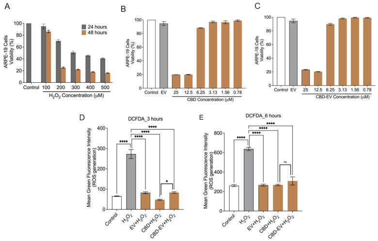 Cytotoxicity and ROS assay in ARPE-19 cells. (A) ARPE-19 cell viability measured using the MTT assay after treating with H2O2 (100, 200, 300, 400, 500 µM) for 24 and 48 h. ARPE-19 cells not exposed to H2O2 are shown as a control. (B,C) Cell viability assessment using the MTT assay for ARPE-19 cells treated with different concentrations (25, 12.5, 6.25, 3.12, 1.56, 0.78 µM) of either CBD (B) or CBD-EVs (C) for 24 h. ARPE-19 cells not treated with H2O2 are shown as a control. ARPE-19 cells treated with EVs but not H2O2 are also shown as a control. (D,E) Measurement of ROS using DCFDA staining in 24 h pretreated live ARPE-19 cells with various antioxidant formulations (EV, CBD, and CBD-EV) and further treated with H2O2 for oxidative damage at 3 h (D) and 6 h (E). Bar graphs represent the ROS generation measured in relative mean green fluorescence intensity. Statistical one-way analysis, Dunnett test with 95% confidence level. N = 3 independent replicates. All the data are represented as ± SED, **** p < 0.0001, * p < 0.05 compared to H2O2. ns = non-significant; DCFDA = dichlorofluorescin diacetate; MTT = 3-(4,5-dimethylthiazol-2-yl)-2,5-diphenyltetrazolium bromide assay; ROS = reactive oxygen species.