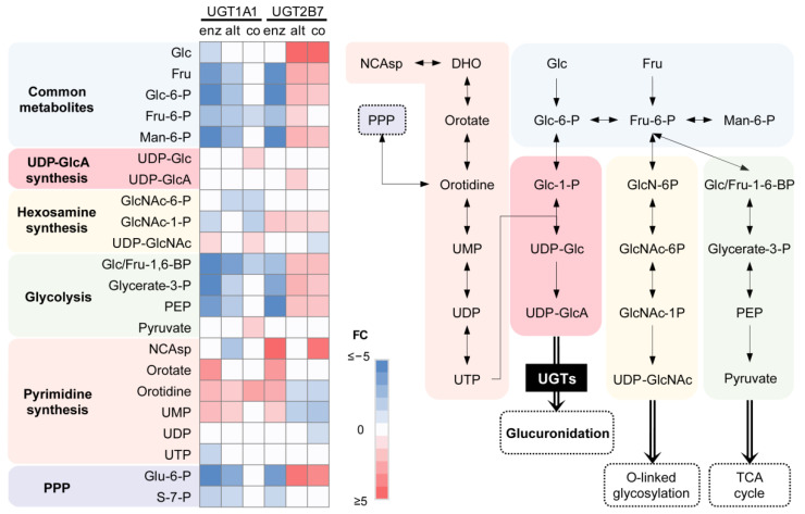Metabolic precursors of UDP-GlcA synthesis are modified by UGT expression. Several metabolites of the pyrimidine, glycolytic and pentose phosphate pathways are preferentially altered in UGT enzyme-expressing cells. Fold changes (FC) relative to control cells are provided in the heatmap. Non-significant metabolites are displayed in white. Note that glucose and pyruvate were supplemented by the medium. NCAsp, N-carbamoyl aspartate; DHO, dihydroorotate; UMP, uridine monophosphate; UDP, uridine-diphosphate; UTP, uridine triphosphate; Glc, glucose; Glc-6-P, glucose-6-phosphate; Glc-1-P, glucose-1-phosphate; UDP-Glc, UDP-glucose; UDP-GlcA, UDP-glucuronic acid; Fru, fructose; Fru-6-P, fructose-6-phosphate; GlcN-6P, glucosamine-6-phosphate; GlcNAc-6-P, N-acetyl-glucosamine-6-phosphate; GlcNAc-1-P, N-acetyl-glucosamine-1-phosphate; UDP-GlcNAc, UDP-N-acetyl-glucosamine; Man-6-P, mannose-6-phosphate; Glc/Fru-1-6-BP, glucose/fructose-1,6-bisphosphate; PEP, phosphoenolpyruvate; PPP, pentose phosphate pathway.