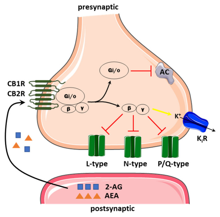 The schematic representation of endocannabinoid action on presynaptic Ca2+ channels. Endocannabinoids synthesized postsynaptically act on presynaptic CB1/CB2 receptors coupled to Gi/o, which may decrease cAMP level by inhibiting adenylyl cyclase (AC). The βγ inhibits L, N and P/Q-type calcium channels but activates inwardly, rectifying the potassium channel (KiR, yellow arrow). Inhibitory action is indicated by the red arrow.