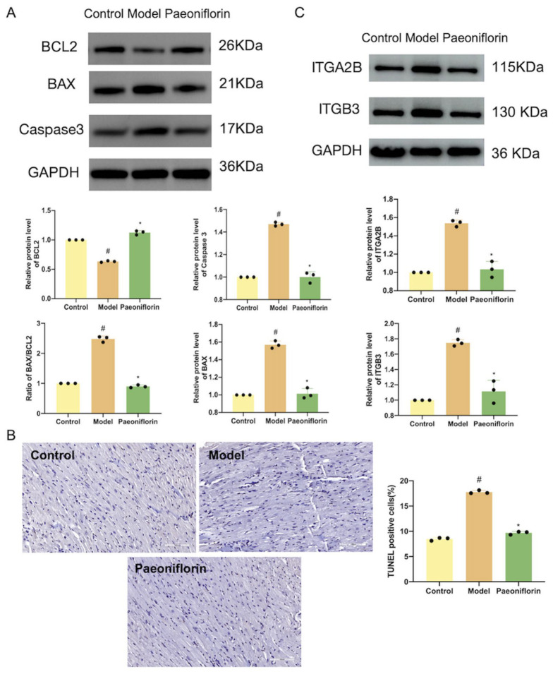 (A) The protein expression of BAX, BCL-2 and Caspase-3 (n = 3). (B) Tunel staining of Myocardium (n = 3). (C) The protein expression of ITGA2B and ITGB3 (n = 3). All mice were treated with paeoniflorin at 100 mg·kg−1. The data are mean ± SD. In comparison to the control group, # p < 0.05. In comparison to the model group, * p < 0.05.