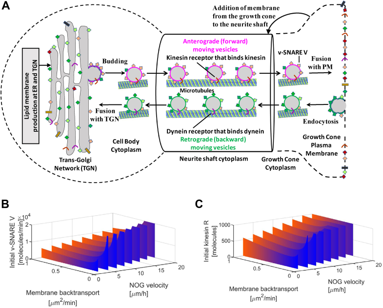 Dynamic model of vesicular transport predicts that an increase in vesicle back transport is necessary for sufficient back transport of vesicle(v)-SNAREs and kinesin receptors from the growth cone to the TGN.A, we extended our compartmental ordinary differential equation model that simulates membrane production, vesicle membrane transport to the growth cone, and microtubule growth to analyze how membrane back transport influences NOG (see main text and experimental procedures for details). Part of our NOG model is an analytical solution that predicts kinetic parameter sets that allow NOG growth under a certain velocity without violation of SCP model constraints. Figure adapted from (47). Our analytical solution predicts that for each velocity there is a threshold for the membrane back transport rate below which the amounts of (B) v-SNAREs and (C) kinesin receptors rapidly increase. Below a second threshold, NOG is no longer possible without violation of the model constraints (lack of entries past the right front edge of each wall). Both thresholds shift to higher rates with increasing NOG velocity. See main text for details. NOG, neurite outgrowth; SCP, subcellular process; TGN, trans-Golgi network.