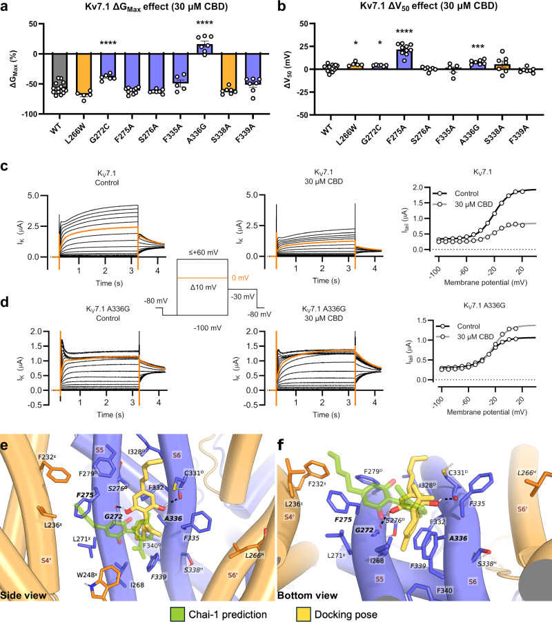 CBD binds to an intrasubunit pocket in the PD of KV7.1.Change in maximum conductance (ΔGMax, a) or shift in voltage-dependence of channel activation (ΔV50, b) induced by 30 µM CBD for indicated human KV7.1 mutants. Experiments were performed in Xenopus laevis oocytes expressing KV7.1 alone. Data displayed as mean ± SEM. n = 5–16 oocytes, with individual data points shown. Statistics denote Dunnett’s T3 multiple comparison test in relation to WT effect, with *P < 0.05, ***P < 0.001, ****P < 0.0001. ns > 0.05 not shown. c, d Representative current traces of WT or indicated mutant under control conditions or in the presence of 30 µM CBD, and their respective G(V) curve. Orange sweep represents the current generated by a test pulse to 0 mV. The inset shows the voltage protocol. For these cells: WT: V50, Ctrl = −21 mV, V50, CBD = −21 mV, sCtrl = 12.0 mV, sCBD = 8.8 mV, GMax, Ctrl = 1.95 µA, GMax, CBD = 0.81 µA; KV7.1 A336G: V50, Ctrl = −28 mV, V50, CBD = −23 mV, sCtrl = 11.7 mV, sCBD = 10.8 mV, GMax, Ctrl = 1.06 µA, GMax, CBD = 1.37 µA. Docked poses of CBD in KV7.1 as viewed from the cross-section of the membrane (side view, e) and as viewed from the cytoplasm (bottom view, f). See Fig. 1 for details on subunit colouring. Residues adjacent to either CBD pose are shown, a “χ” and “D” superscript is used to denote residues within 4 Å of Chai-1 predicted CBD or docked CBD poses, respectively. Residues beyond 4 Å of either have a “H” superscript, and residues within 4 Å of both do not have a superscript. Residues that were tested using site-directed mutagenesis are italicised, and residues with a significant difference compared to WT are bolded as well. The overlayed docked and Chai-1 predicted poses of CBD are shown in yellow and faded green, respectively; the black dashed lines represent H-bonds.