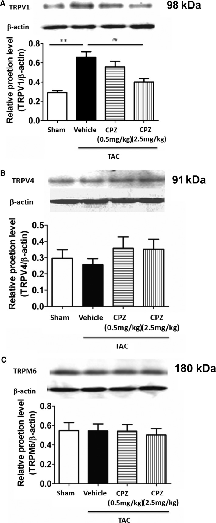 Expression of transient receptor potential family proteins in the left ventricle of TAC‐operated mice after CPZ treatment. A, Western blot analyses of TRPV1 protein expression in the left ventricle of mice show levels were increased significantly after TAC treatment, and CPZ (2.5 mg/kg per day) reversed the effect. **P<0.01 versus sham, ## P<0.01 versus vehicle. Western blotting analyses of TRPV4 (B) and TRPM6 (C) protein expression in the left ventricle of mice show no significant difference within the above groups (n=5 mice per group). CPZ indicates capsazepine; TAC, transverse aorta constriction.