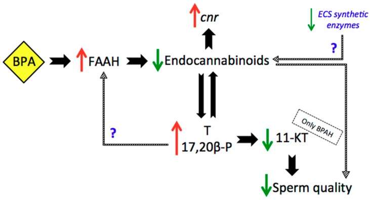 Summarized results. Abbreviations: BPAH (BPA HIGH group), FAAH (Fatty acid amide hydrolase), cnr (endocannabinoid receptors), T (testosterone), 11-KT (11-Ketotestosterone). Red arrows: increase, green arrows: decrease.
