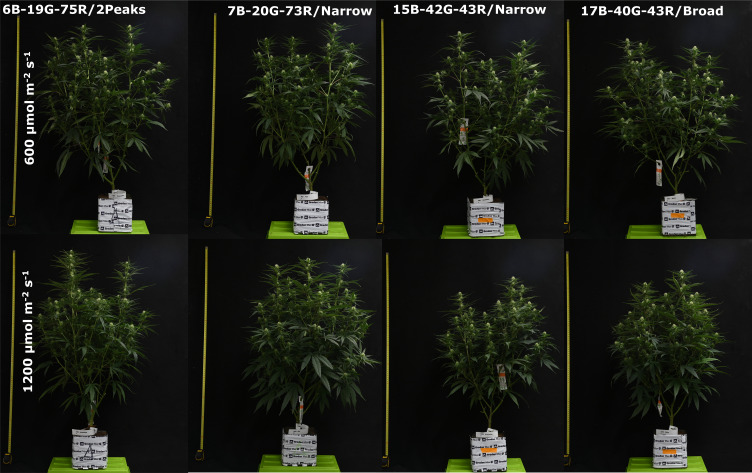 Representative images of Cannabis sativa 20 days after start of the short-day phase, 34 days after transplanting.