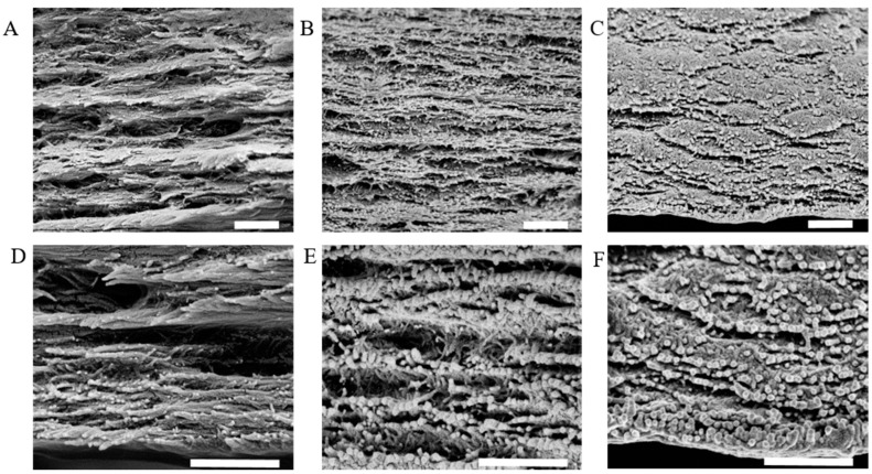 SEM images of CNC film cross-sections (A,D); silk-CBD-CNC composite film with 1:10 weight ratio (B,E); and composite films with 1:5 weight ratio (C,F). The upper images are at 100,000× magnification and the bottom images at 200,000×. (Scale bar = 500 nm).