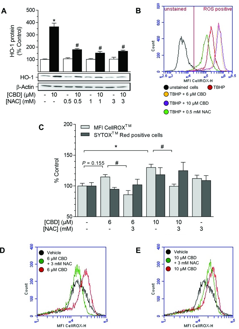 Effect of NAC on CBD-mediated induction of HO-1 and ROS generation in HUASMCCells were pre-incubated with indicated concentrations of NAC for 1 h and then further co-incubated with indicated concentrations of CBD for 24 h (A) or 4 h (B–E). Protein expression values (A) were normalized to β-actin. Results of an exemplary experiment, investigating the oxidative potential of CBD, are shown in (B). For the detection of ROS generation (B–E), TBHP (250 µM) was added as positive control 1 h prior to sample preparation. Following incubation, cells were harvested and analyzed for protein expression of HO-1 (A) or oxidative stress level using flow cytometry (B–C). MFI overlay diagrams (D, E) are representative of the data shown in C. Percentage of control represents comparison with the respective vehicle-treated time-matched group (set as 100%). Western blot images are representative of the experiment. Values are means ± SEM of n = 4 (A) or n = 6 (C) experiments. *P < 0.05 vs. time-matched vehicle control; #P < 0.05 vs. CBD-treated group; one-way ANOVA plus Šidák post hoc test.
