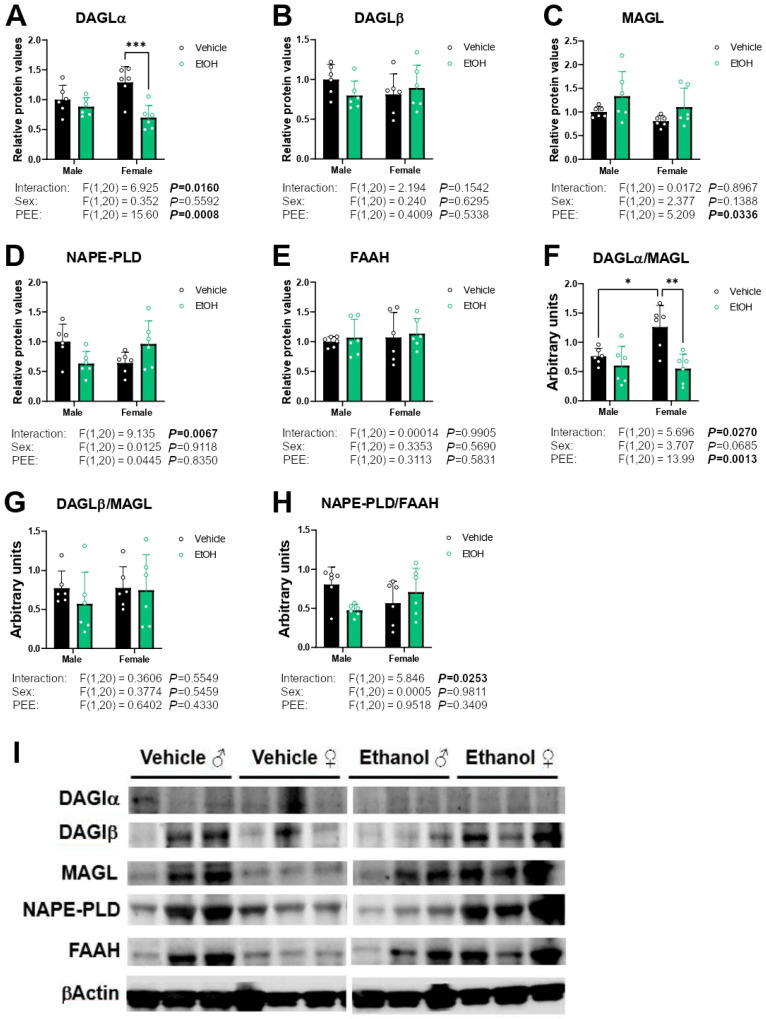Protein expression of the endocannabinoid enzymes DAGLα (A), DAGLβ (B), MAGL (C), NAPE-PLD (D), and FAAH (E), and the ratios DAGLα/MAGL (F), DAGLβ/MAGL (G), and NAPE-PLD/FAAH (H) in hippocampal astrocytes from 3×Tg-AD offspring of both sexes born to control and PPE mothers. Representative immunoblots (I). Data are expressed as the mean ± S.E.M. (n = 6). Relevant p values from the two-way ANOVA are shown below each graph, with significant p-values highlighted in bold. Tukey’s test: */**/*** p < 0.05/0.01/0.001. See also effect sizes in the Supplementary Table S3. See unedited blots in the Supplementary Figure S1.