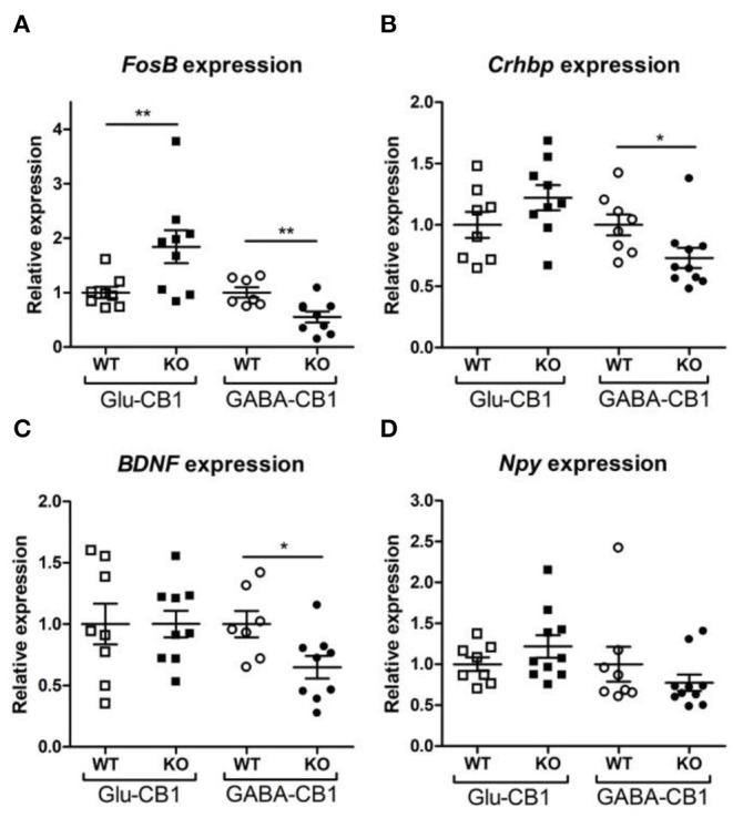 Relative expression of genes of interest after open field exposure measured via RT-qPCR. The measurements were performed with independent samples (n = 7–9 replicates per group) to validate the results from our RNA-seq experiment. Genes that showed a potential dichotomy between the comparisons of both mouse lines were selected for further validation. (A) Expression levels of FosB proto-oncogene, AP-1 transcription factor subunit. (B) Expression levels of corticotropin-releasing hormone binding protein (Crhbp). (C) Expression levels of brain-derived neurotrophic factor (BDNF). (D) Expression levels of neuropeptide Y (Npy). The expression levels were normalized using β-actin as housekeeping gene. Bars represent mean ± S.E.M. Unpaired t-Test with Welch's correction when variances between groups were different. *p < 0.05; **p < 0.01.