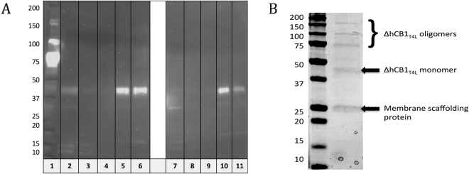 (A) Anti-his western blot analysis of the Flag-tag based and his-tag based nanodics-FlaghΔCB1T4Lhis6 complex purifications: lanes 2 and 7 are the unbound to resins fractions; lanes 3, 4, 8, and 9 are the resins wash fractions; and lanes 5, 6, 10, and 11 are the 1st and 2nd elutions from the Flag-tag and his-tag based purifications, respectively. (B) Coomassie-stained SDS-PAGE analysis of the cell-free expressed FlaghΔCB1T4Lhis6 in the Flag-tag based purified elution 1.