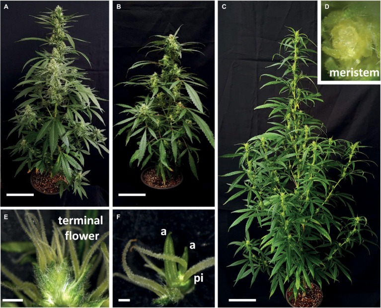 Natural variation in Cannabis plant architecture and inflorescence termination. (A)–(C) Plant architecture of “NB140” (A), “NB150” (B), and “NB130” (C), grown under short day photoperiod for 1 month. Bars = 10 cm. (D) Inflorescence meristem of “NB130,” 5 weeks after flowering. (E) Terminal flower of “NB140.” Bar = 2 mm. (F) Decapitated hermaphrodite terminal flower of “NB150,” both pistils and anthers are differentiated. Bar = 500 μm. a, anther; pi, pistil.