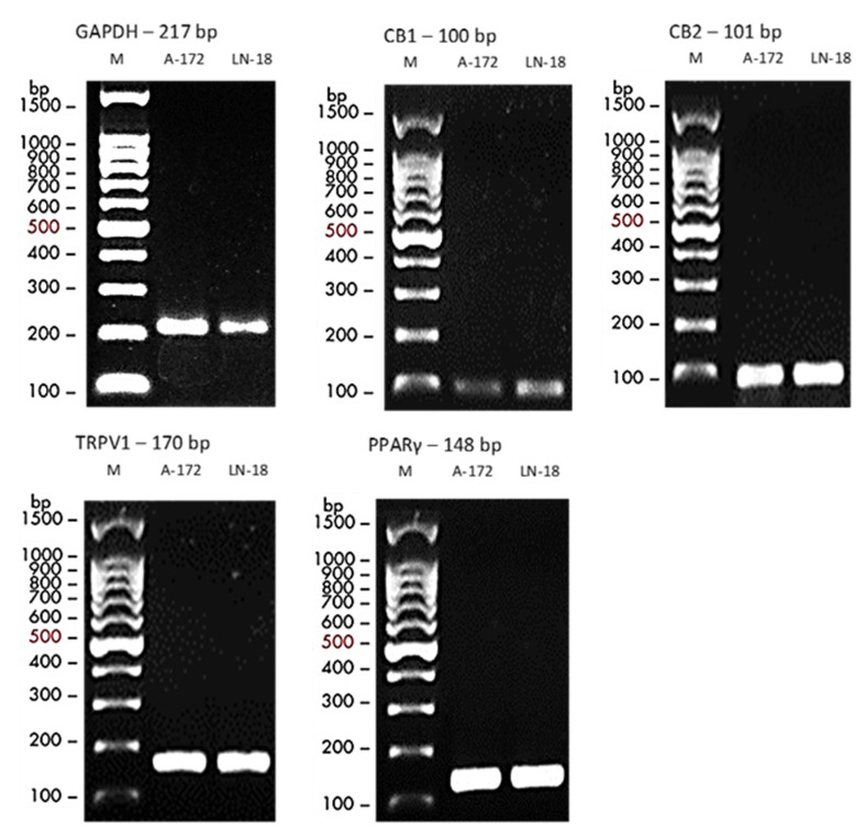 Baseline expression of cannabinoid receptors in LN18 and A172 cell lines. RT-PCR products for CB1, CB2, TRPV1, PPAR-γ, and GAPDH (housekeeping gene) were visualized on 2% agarose gels. Both cell lines showed detectable receptor expression, confirming a functional cannabinoid signaling system.