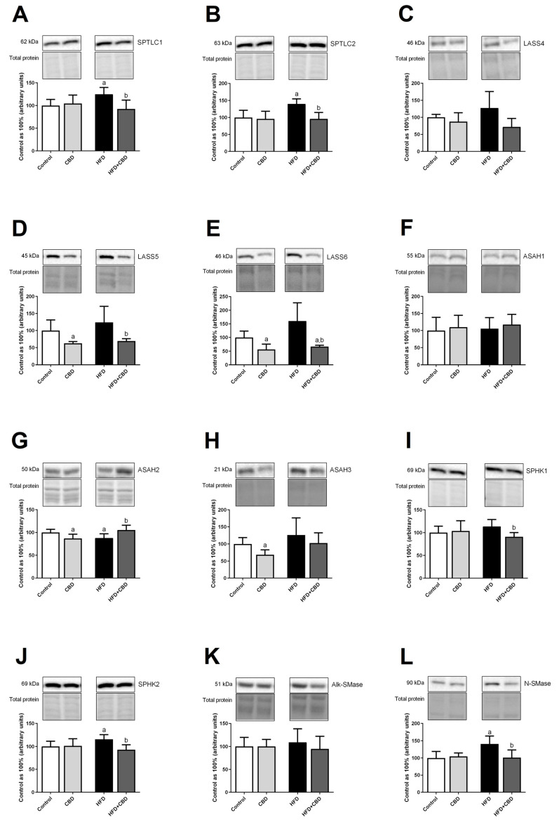 The total myocardial expression of the enzymes involved in the sphingolipid metabolism, i.e., serine palmitoyltransferase, long chain base subunit 1—SPTLC1 (A), serine palmitoyltransferase, long chain base subunit 2—SPTLC2 (B), ceramide synthase 4—LASS4 (C), ceramide synthase 5—LASS5 (D), ceramide synthase 6—LASS6 (E), acid ceramidase—ASAH1 (F), neutral ceramidase—ASAH2 (G), alkaline ceramidase—ASAH3 (H), sphingosine kinase 1—SPHK1 (I), sphingosine kinase 2—SPHK2 (J), alkaline sphingomyelinase—Alk-SMase) (K), and neutral sphingomyelinase—N-SMase (L) in the left ventricle homogenates after 2-week cannabidiol (CBD) administration in rats fed a standard diet (Control) or a high-fat diet (HFD). The protein expression was determined by Western blotting method, normalized to the total protein loading in each lane, and presented as a percentage difference in comparison to the control group, which was set at 100%. The results are expressed as mean values ± SD and are based on six independent determinations in each group. a p < 0.05 significant difference vs. control group; b p < 0.05 significant difference vs. high-fat feeding group.