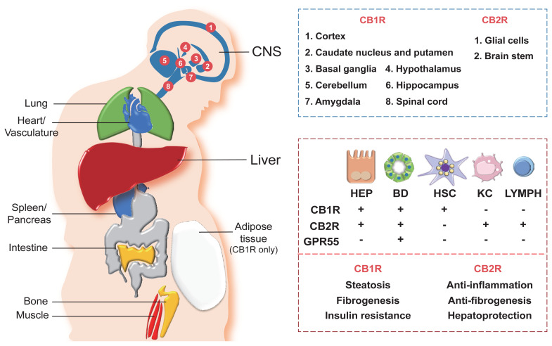 Distribution of cannabinoid receptors in various organs and hepatic cells. Cannabinoid receptors, cannabinoid-1 receptor (CB1R) and cannabinoid-2 receptor (CB2R), are expressed in various central and peripheral organs. CB1R and CB2R are most abundantly expressed in the central nervous system (CNS), where different parts of the CNS express either CB1R or CB2R (blue box). Both CB1R and CB2R are also expressed in peripheral organs including the heart, lung, spleen, pancreas, intestine, bone, muscle, and liver, as well as in the vascular system. Adipose tissues only express CB1R. In the liver, diverse types of cells—including hepatocytes (HEP), cholangiocytes (bile duct [BD] epithelial cells), hepatic stellate cells (HSC), Kupffer cells (KC), and lymphocytes (LYMPH)—differentially express cannabinoid receptors (CB1R and CB2R) and orphan G protein-coupled receptor 55 (GPR55), a noncannabinoid receptor that binds with endocannabinoids 2-AG and AEA (red box, top). Different functions of CB1R and CB2R in the liver are also indicated (red box, bottom).