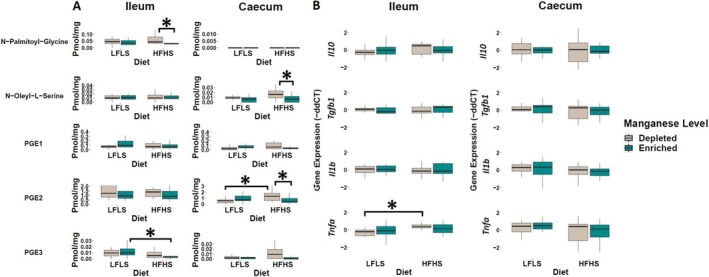 Response of some fatty acid amides and prostaglandins, and mRNA gene expression of immune response markers in Mn‐depleted and Mn‐enriched LFLS or HFHS diets in the intestine. (A) Boxplot of fatty acid amides and prostaglandins in ileum and caecum. (B) mRNA expression of immune response as fold change (FC) calculated using the ΔΔC T method in Mn‐depleted and Mn‐enriched LFLS or HFHS diets in the intestine, ileum, and caecum. Data are expressed as the mean ± SEM (n = 12). p values of linear contrast analysis are detailed when significant (p < 0.05) using contrast tests between enriched and depleted Mn levels, LFLS and HFHS formulations and the combination between Mn levels and formulations. Gene expression was normalized to Hprt. The star “*” symbol was used to show the effect of Mn alone or interaction with LFLS or HFHS. The samples were analyzed at Day 28 of the study.
