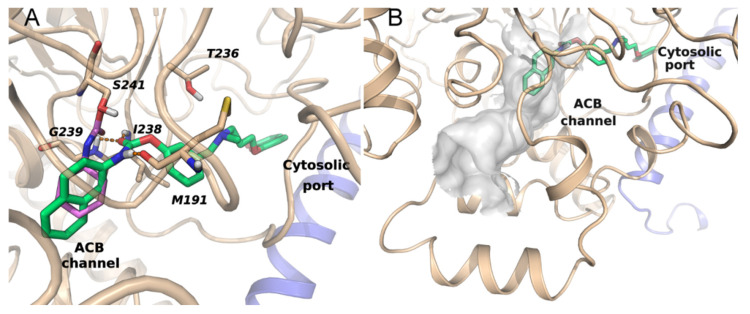 (A) Binding mode of 4 (green carbons) within the active site of rFAAH. The coumarin ring occupies the cytosolic port at the interface between the two subunits of the FAAH homodimer (chain A, light blue ribbons; chain B, beige ribbons). The N-naphthyl substituent fits the ACB channel and overlaps the cyclohexyl fragment of URB597 (purple carbons) covalently bound to the catalytic serine in the X-ray structure 3LJ7, superposed to the docking complex. Polar interactions are marked with orange dotted lines. (B) Surface of the ACB channel of FAAH with docked 4.