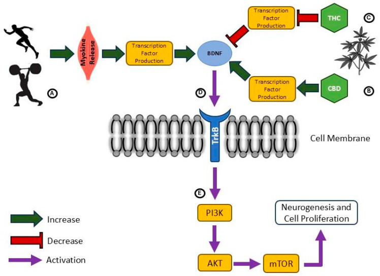 The effects of phytocannabinoids on BDNF expression in neuronal cells. (A) Exercise induces the production and release of myokines (e.g., irisin) which then travel through the blood–brain barrier to trigger the production and release of BDNF. (B) CBD intake promotes transcription factors that lead to BDNF release. (C) THC-induced CB1 activation inhibits the upregulation of factors responsible for BDNF release. (D) BDNF binds to the tropomyosin receptor kinase B (TrkB) receptor located on the neurons’ cellular membrane and triggers its activation. (E) TrkB receptors turn on the crucial phosphatidylinositol 3-kinase (PI3K) pathway, including protein kinase B (also known as AKT) and mammalian target of rapamycin (mTOR) protein, responsible for growth, proliferation and survival of neurons.