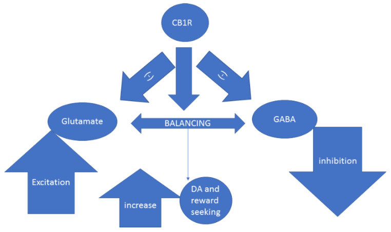 Activation of CB1R in the striatum facilitates glutamatergic and GABAergic balance through inhibition of overshooting which, in turn, increases DA neural activity and reward seeking behavior, pointing to its critical location.