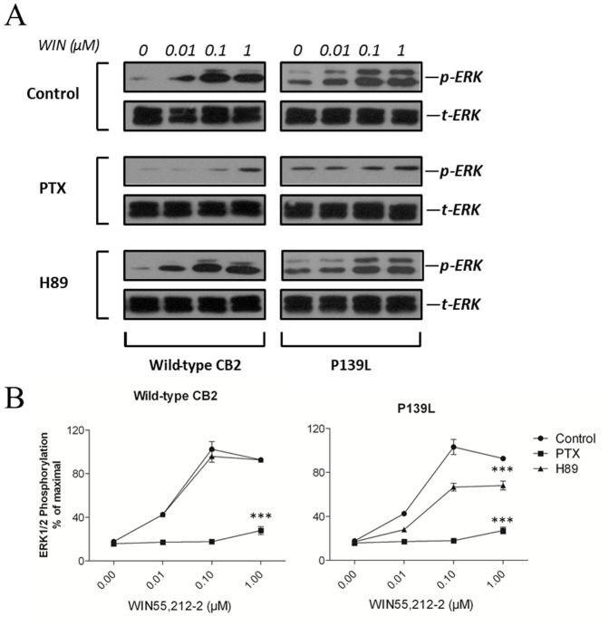 Comparison of effects of Gi inhibitor and PKA inhibitor on the activation of ERK in wild-type CB2 and P139L expressing cells.(A) Transiently transfected HEK293 cells were pretreated with or without 100 ng/mL Pertussis toxin (PTX) for 12 h or pretreated with or without 10 µM H89 for 30 min, and then stimulated with increasing concentrations of WIN55,212-2. (B) ERK signals were quantified by densitometry and expressed as a ratio of activated over total ERK. The maximal phosphorylation of ERK obtained in control cells at 5 min of stimulation with WIN55,212-2 in the absence of inhibitors were arbitrarily chosen as 100%. Each data point represents the mean ± SEM from three independent experiments. ***P<0.001 compared with the entire control curve.