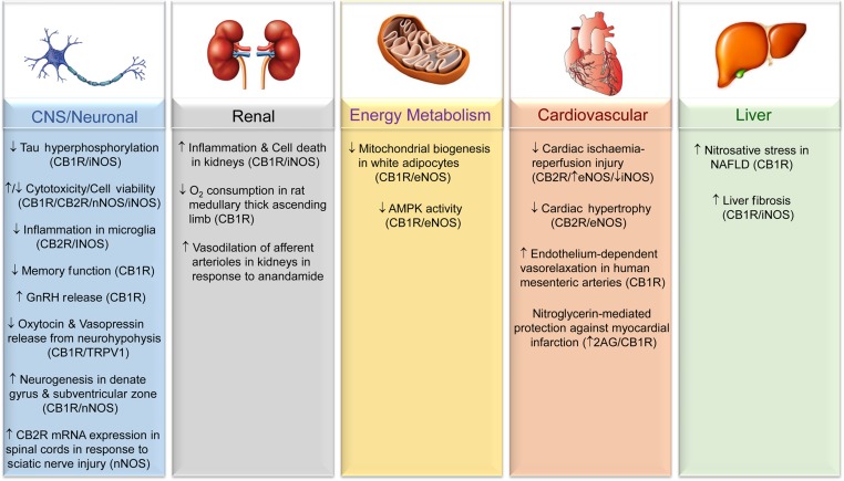 Involvement of the ECS–NO• signalling axis in disease development and/or treatment. Schematic outlines the reported involvement of ECS–NO• signalling in the tissues/processes presented. The participation of different ECS components (i.e. CB1R, CB2R, or TRPV1) is inferred from the use of selective agonists and/or through genetic or pharmacological inhibition, and is presented in brackets if known. Also included are details of the specific NOS isoform(s) involved in mediating the indicated response if determined. Arrows denote an inferred induction (↑) or repression/alleviation (↓) of the indicated process/pathology in response to activation of the specified ECS component.
