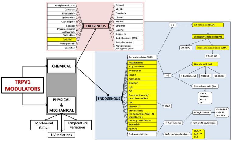 Modulators of TRPV1 function. The schema shows most of the activators and modulators of TRPV1 function investigated to date, divided into two main groups: physical and physical stimuli; and chemical activators. Physical and mechanical modulators include temperature variations (heat or cold) [34], UV radiation [35,36], and mechanical stimuli [37]. The chemical activators group is divided in turn into two subgroups depending on the origin of the activator/modulator: exogenous and endogenous. Exogenous stimuli are capsaicin [38] and its antagonist capsazepine [39], resiniferatoxin (RTX) [37,40], bradykinin [41], yohimbine [42], ethanol [43], evodiamine [44], 17-β-estradiol [45], quinazoline [46], progesterone [47], numerous opioids [48], nicotine [49], hyaluronan [50], insulin [51], tinyatoxin [52], olvanil [53], acetylsalicylic acid [54], eugenol [55], sesquiterpenes [56,57,58], cannabidiol [59], prenylphenols [60], zingerone [61], shogaol [61], PPAHV [62], gingerol [63], numerous pharmacological antagonists [64,65,66,67], and peptide toxins from different species [4,68]. Endogenous activators comprise numerous compounds [1], such as the wide family derived from polyunsaturated fatty acids (PUFAs). According to the position of the first double bond present in their structures, this big family can be divided into n-3 (α-linolenic acid (ALA) and its products eicosapentanoic acid (EPA), docosahexaenoic acid (DHA), 20-hydroxyeicosapentaenoic acid (20-HEPE) and 22-hydroxyeicosapentaenoic acid (22-HDoHE)), and n-6 linoleic acid (LA) and its products γ-linoleic acid, arachidonic acid (AA) [69] (which produces hepoxylin, HXA-3, 14,15-epoxyeicosatrienoic acid, 14,15-EET, and 20-hydroxyeicosatetranoic acid, 20-HETE), 9- and 13-hydroxyoctadecadienoic acids (9-HODE and 13-HODE). Other agonists endogenously secreted are oxytocin [70], adenosine [71], nitric oxide [72], hydrogen sulfide (H2S) [73], lysophosphatidic acid (LPA) [74] and its derivative diacylglycerol [75], pH variations [76,77], vitamin D [78], N-acyl amino acids/neurotransmitters [79], miRNAs [80,81], prostaglandins, nerve growth factors and the endocannabinoids family, including N-Acyl amides [82] (N-acyl GABAS [83,84] derived then in D-GABAs, L-GABA and A-GABA) and N-acylethanolamines (NAEs) [85], such as anandamide (AEA) *** [86], oleylethanolamine (OEA) [87] and palmitoylethanolamine (PEA) [88]. * Product from arachidonic acid. ** Derived also from oleic acid, identified as a TRPV1 natural inhibitor [89]. *** Can be exogenous and endogenous. Compounds evidenced in yellow have been found to produce an effect also in spermatozoa, being synthesized by them or present in the oviductal fluid or female reproductive tract.