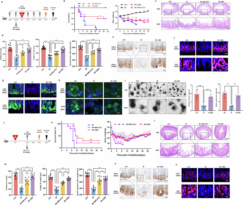 The radioprotective effect of CBD against IR-induced intestinal injury.a A schematic overview of experiment in which the mice were treated with agents before IR. b–f, CBD treatment profoundly improved the survival rate and body weight loss of mice exposed to a lethal dosage of IR (b) and alleviated IR-induced damage on the intestinal structure (c and d), Olfm4+ ISCs (e) and Ki67+ transit-amplifying (TA) cells (f). g Proliferation of Lgr5+ ISCs were determined with Lgr5-EGFP-IRES-CreERT2 mice. h Intestinal organoids were culture and Lgr5+/Olfm4+ ISCs were detected with IF staining. i Representative images and quantitation of intestinal organoids. j A schematic overview of the experiment in which mice were treated with agents post IR. k–o, The survival rate and body weight loss of mice (k), damage to the intestinal structure (l and m) and the change of Olfm4+ ISCs (n) and Ki67+ TA cells (o) were determined. The results are expressed as the mean ± s.d. *P < 0.05, **P < 0.01 and ***P < 0.001. ns, not significant. Ctrl, control.