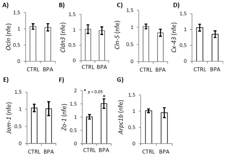 Gene expression analysis of some proteins organizing or modulating cell–cell junctional complexes in testis of male mice early-life exposed to vehicle (CTRL, n = 3/4) or BPA (BPA, n = 4) and sacrificed at 78 dpp. RTqPCR analysis of Ocln, Cldn-3, Cldn-5, Cx43, Jam-1, Zo-1 and Arpc1b mRNA. Transcripts amounts were reported as normalized fold expression (nfe) relatively to Rps18 gene (A–G). All the data were reported as mean value ± S.E.M. (*: p < 0.05).