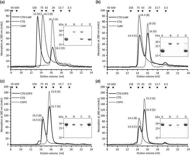 Interaction between CHP3, calmodulin and the CTD region of NHE1 probed in vitro by size exclusion chromatography. Experiment and analysis were performed as described in Fig. 1. Purified CTD and CaM were analyzed alone and as mixture with 2-fold molar ratio of CaM in the presence of 10 mM CaCl2 (a) and 10 mM EGTA (b). (a) The complex formation between CaM and CTD in the presence of Ca2+ is clearly demonstrated by a shift of the elution peak to a lower retention volume compared to the proteins alone. Both proteins are present in the respective elution fraction as shown by subsequent SDS-PAGE analysis. The peak D reflected residual CaM and indicates a stoichiometric interaction of CaM with CTD. (b) The binding interaction of CTD and CaM is Ca2+-dependent. Supplementation with EGTA abolished the shift of the elution peak to a lower retention volume thus demonstrating the lack of complex formation. (c) Analysis of the interaction between CTD and CHP3 in the presence of Ca2+ and (d) in the presence of 10 mM EGTA. Both chromatograms from the analysis of equimolar mixtures of CTD and CHP3 showed two elution peaks with largely unchanged retention volumes as compared to the analyses of the proteins alone. Thus, these two proteins do not form a stable complex, neither in the presence of Ca2+ or EGTA.