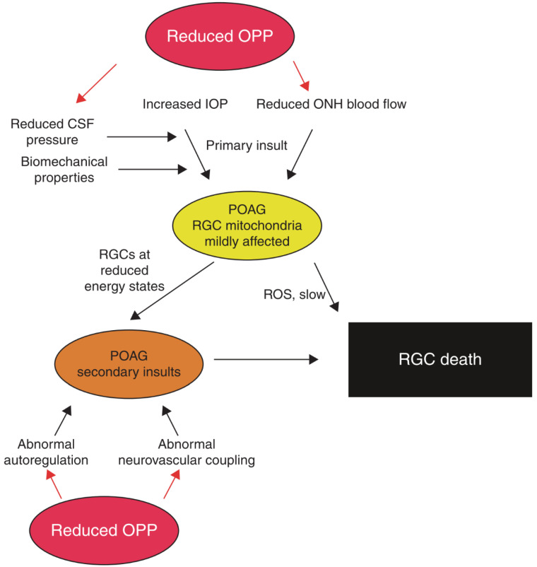 This overview shows the primary and secondary insults in glaucoma pathogenesis influenced by reduced ocular perfusion pressure (OPP). Elevated intraocular pressure (IOP) and optic nerve head (ONH) ischemia lead to the primary insult at the optic nerve head. Biomechanical properties of ocular tissues and reduced cerebrospinal fluid (CSF) can alter susceptibility. In patients with primary open-angle glaucoma (POAG), retinal ganglion cells (RGCs) then exhibit reduced energy states as the mitochondria are affected. The combination of oxidative stress caused by reactive oxygen species (ROS) and secondary insults, like abnormal autoregulation and abnormal neurovascular coupling, may lead to RGC death, which is the end of the pathway. “Reprinted with permission form Ref. [14]. 2013, Elsevier”.