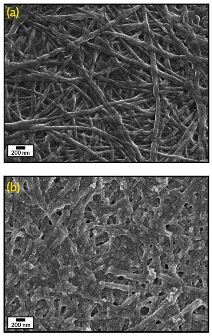 SEM images of (a) collagen hydrogel (Col) and (b) collagen gel containing silver nanoparticles (Col-AgNPs). Scale bars represent 200 nm.