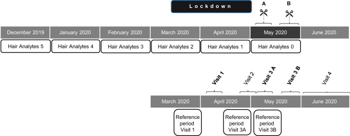 Timetable of the study.Study protocol time points for the visits and the corresponding hair segments of the hair strain mirroring the past months accordingly and the corresponding questionnaires. Upper part (hairsampling): The hair sample was taken in May either in the time frame A or in the time frame B (A: May 6 to 15, 2020; B: May 18 to 29, 2020). The hair strain was cut in 1 cm segments, corresponding to the respective month. Lower part (questionnaire): Each subject was visited four times and questionnaires were filled out asking for a retrospective period of two weeks (reference period). At visit 1 and visit 3 (split into two periods A and B) questionnaires were corresponding to the hair analyt period 0 and 1 or 2. At visit 2 and 4 no correlation occurred with hair sampling.