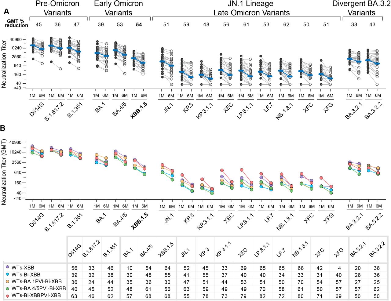 Neutralizing antibody durability across all exposure groups following XBB.1.5 vaccination.(A) Serum neutralization titers against SARS-CoV-2 variants at one month (1M) or six months (6M) post-XBB.1.5 vaccination across all exposure groups. Neutralization titers for each study participant against the indicated variants are plotted as a connected line. Blue lines connect geometric mean titers (GMT) at one and six months for each variant. GMT percentage reductions for each variant are indicated. (B) Neutralization GMT durability trends across exposure groups, showing neutralization reduction patterns against each tested variant at one month and six months post-vaccination. The table summarizes the GMT percentage reduction for each exposure group (sample details in Table1) (rows) across the panel of variants (columns). Neutralization was measured using lentiviral-based pseudovirus neutralization assays. Serum samples with ID50 values below the limit of detection at 1:40 dilution were assigned an ID50 value of 20.