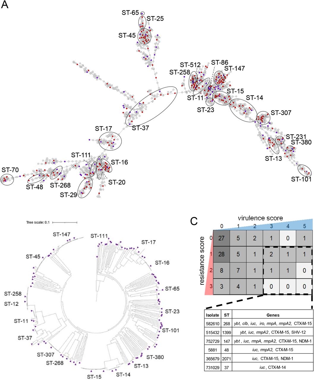 Genomic diversity of K. pneumoniae in the MRSN collectionA) cgMLST minimum spanning tree of the 3,123 K. pneumoniae genomes. Isolates with an identical MLST profile are represented within a single circle. Initial subset of isolates selected are indicated by filled red circles (n = 346) and the final panel isolates are indicated by filled purple circles (n = 100). B) Core genome SNP phylogenetic tree of 346 K. pneumoniae isolates initially selected to represent the breadth of K. pneumoniae diversity. The final 100 isolates selected for the panel are indicated in purple triangles. C) Heatmap indicating the combination of virulence/resistance scores for all panel isolates. In silico prediction using the Kleborate typing tool and visual inspired from Lam and coauthors (54). The number of isolates with a specific score are indicated in the boxes. Convergent isolates are indicated by the dashed black box and listed in the table below. All convergent isolates are carrying the iuc loci and an ESBL and/or carbapenemase gene.