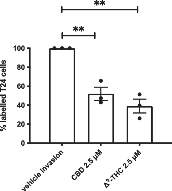 Effects of cannabinoids on invasion. Histogram summarizing Matrigel invasion assays using T24 cells in the presence of either the vehicle control, Δ.9-tetrahydrocannabinol, or cannabidiol. Results represent the means ± SEM of 3 experiments. *p < 0.05, ***p < 0.001