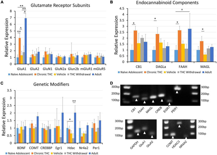 Expression of mRNA for CB1, GluA1, DAGLα and FAAH is modified following chronic THC injection or development. (A) Glutamate receptor subunits are largely unchanged across all groups, with the GluA1 subunit being a notable exception. GluA1 gene expression is increased following chronic THC exposure compared to naive young mice (p < 0.05). GluA1 gene expression is also increased in adults compared to naive young mice (p < 0.001), vehicle controls (p < 0.05), and THC withdrawal groups (p < 0.05). (B) Endocannabinoid components exhibit significant changes or trends following chronic THC injection. Gene expression for the CB1 receptor is significantly increased following chronic THC exposure compared to naive young mice (p < 0.05). DAGLα shows significant (p < 0.05) increased gene expression following chronic THC exposure, while FAAH demonstrates a trend in Naive adults compared to naïve young mouse levels (0.1 > p < 0.05). MAGL is increased in chronic THC exposed mice compared to vehicle control mice (p < 0.05). (C) Various genetic transcription or epigenetic modifiers were also examined, where HDAC3 gene expression decreased (p < 0.05) in young THC withdrawal groups when compared to naive young mice. HDAC3 gene expression is also increased in adults compared to THC withdrawal group (p < 0.05). (D) Proper amplification of each cellular target was examined using 4% agarose gel electrophoresis to verify amplicon size. See Table 1 for base pair (BP) lengths. Targets not shown in the gel were published previously (Merrill et al., 2015). The n value ranged from 7 to 10 for each group with at least 3 females and 3 males per group, and each n represents one mouse. The range was the result of some failed PCR experiments in some groups, indicated by qPCR results > 20 cycles from the control target, illustrating non-specificity, likely resulting from experimental error. *p < 0.05, **p < 0.001.