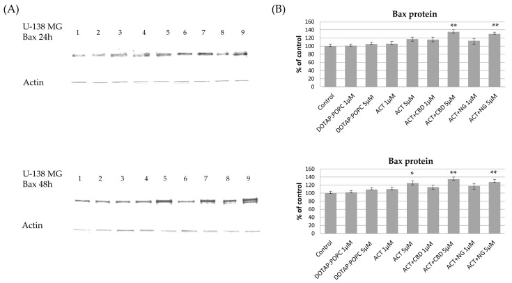 The impact of the nanoformulations on the level of Bax protein in U-138 MG cells. Panel (A) presents the representative immunoblots for the analysis of Bax protein. Panel (B) shows the densitometric analysis of Western blot results, which shows relative protein expression levels normalized to the control group. Data are presented as mean ± SEM from three independent experiments, expressed as fold change versus control. Statistical significance was assessed using Dunnett’s multiple comparisons test (* p < 0.05; ** p < 0.01).