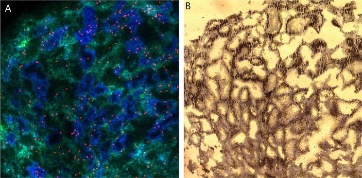 Detection of 2-AG in human testis. (A) MALDI imaging with blue colour showing a lipid associated with intra-tubular cells and green colour marking a lipid associated with interstitial cells, while red stain shows recognition of 2-AG dispersed among the tubules. (B) The frozen section after MALDI imaging showing the structure of the testis.