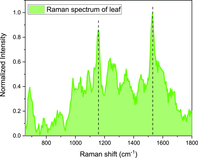Raman spectrum of leaves collected using 1064 nm laser excitation.