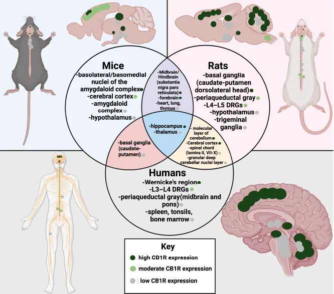 Comparison of CB1R expression levels in the central and peripheral nervous systems of mice (blue), rats (pink), and humans (green).High CB1R expression is indicated by a dark green circle, moderate expression by a lighter green circle, and low expression by a gray circle or gray dashed line, reflecting the varying distribution of CB1R across species and neural locations. The areas of the nervous system are ordered in descending order of CB1R expression. The purple region indicates similarities in expression between rats and mice, the yellow region between rats and humans, and the orange region between humans and mice. The darker blue region in the center highlights areas of similarity in CB1R expression among all three species. These are the known areas of similarity in CB1R expression identified through a literature search. Additional similarities may exist and warrant further investigation. Created with BioRender.com. CB1R: Cannabinoid receptor 1; L3: lumbar 3; L4: lumbar 4; L5: lumbar 5.