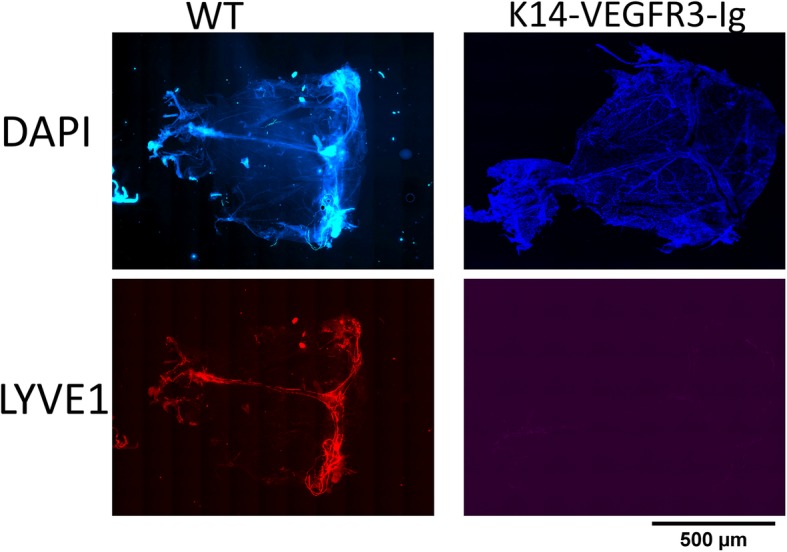 Histological characterization of the dural lymphatic system. Intact meninges from both WT and K14-VEGFR3-Ig mice were stained for cellular marker DAPI (top) and the lymphatic endothelial marker LYVE1 (bottom). Representative sections are shown here. WT mice show the characteristic distribution of dural lymph vessels along the superior sagittal and transverse sinuses (as delineated by LYVE1 staining). K14-VEGFR3-Ig mice have no LYVE1 staining