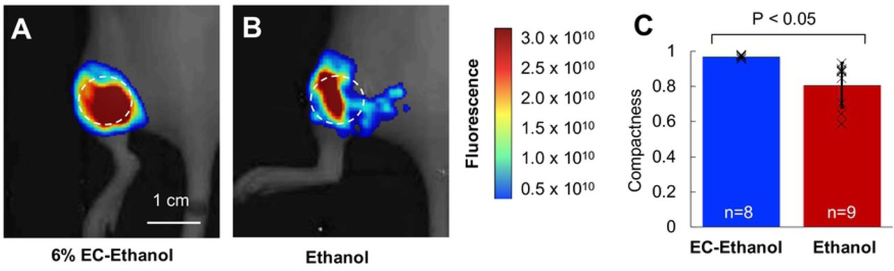 Injection of EC-ethanol Yields a More Compact Injection Zone than Pure Ethanol.(A, B) In vivo images showing the fluorescent volume following a single injection of 150 µL of 6%EC-ethanol or pure ethanol. Images were acquired 30 min after injection. The dashed circle indicates the approximate tumor location. (C) The compactness of the injectate was greater for EC-ethanol (n=8) than for pure ethanol (n=9).