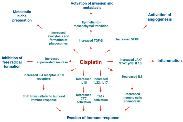 Suggested mechanisms of tumour progression in HT-29 CRC cell line under cisplatin treatment. Created with BioRender.com (accessed on 9 April 2024).