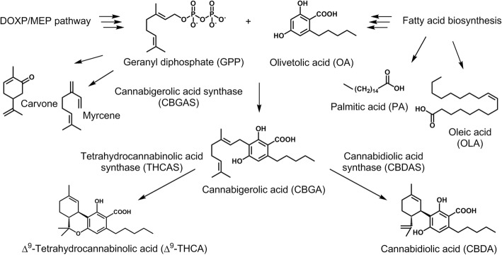 Biochemical pathway of cannabinoid synthesis in C. sativa. CBGA, the central intermediate of the cannabinoid pathway, is formed from GPP and OA. Subsequently CBGA is further converted to the acidic forms of THC and CBD by two different oxidoreductases THCAS and CBDAS. Additionally, highly abundant monoterpenes and fatty acids from the essential oil of glandular trichomes are shown [42, 43]