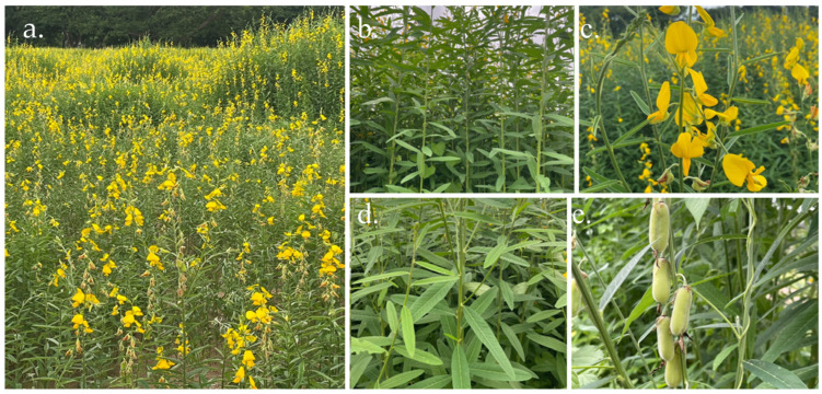 Botanical features of Sunn hemp: habit (a), stem and leaf arrangement (b), flowers (c), leaves (d), and fruits (e).