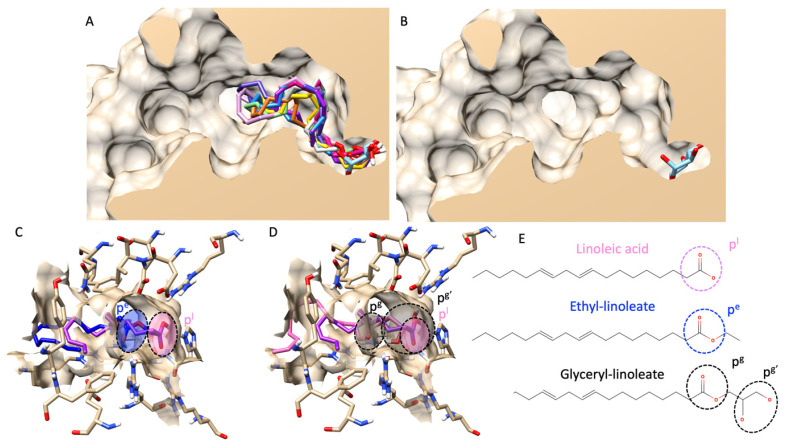 Molecular docking of all fatty acids and their esters. (A) shows a structural alignment of the ten most abundant fatty acids and esters in all hemp seed oil extracts (all compounds’ color list is provided in the Supplementary File), including a glucose molecule as a native ligand (in a light blue color) from a lateral cross-section of the glucosidase catalytic domain (PDB ID: 3a4a). (B) exhibits a similar view to (A), but only for a native ligand, glucose. (C) demonstrates a 3D visualization of linoleic acid (pink color) and ethyl-linoleate (dark blue color). (D) represents an identical view to (C) but compares the structural alignment between linoleic acid (pink color) and glyceryl linoleate (black color). (E) shows the 2D chemical structures of linoleic acid, ethyl linoleate, and glyceryl linoleate. Circle dash lines indicate the polar head group(s). pl represents a polar head group of linoleic acid. pe represents a polar head group of ethyl linoleate. pg and pg’ represent polar head groups of fatty acids and glyceride moieties of glyceryl linoleate.