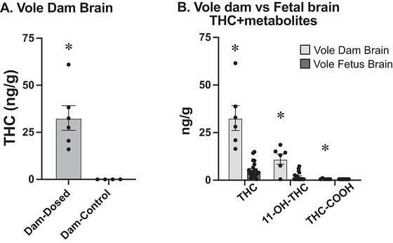 (a) Concentration of THC in the brains of dosed dams (left) and vehicles (right). The dosed dam brains were significantly higher than the vehicle dam brains. (b) Concentration of THC (left), 11‐OH‐THC (middle), and THC‐COOH (right) in the brains of prairie vole dams and fetal prairie voles. The concentration for the dams was significantly higher than that for the fetuses for THC and both its metabolites. The asterisk (*) indicates that the value is significantly different from all other groups.