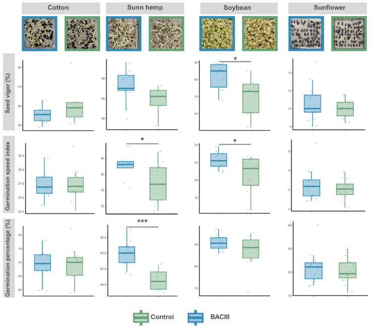 Effect of treatment with the Bacillus siamensis strain BACIII on seed germination of four agricultural plant species. The figure presents boxplots showing Seed Vigor (%), Germination Speed Index (GSI), and Germination Percentage (PG%) for seeds of cotton (Gossypium hirsutum, cv. FM 985 GLTP), sunn hemp (Crotalaria juncea, cv. C52333-C), soybean (Glycine max, cv. Brasmax Olimpo IPRO 80I82RSF), and sunflower (Helianthus annuus, cv. Hélio 251). Asterisks denote statistically significant differences between treatments within the same species and parameter (p ≤ 0.05), based on Student’s t-test or Wilcoxon–Mann–Whitney test: “*” p = 0.05–0.02; “***” p = 0.001. Sample size per treatment: n = 10 for cotton; n = 10 for sunn hemp; n = 5 for soybean; n = 14 for sunflower.