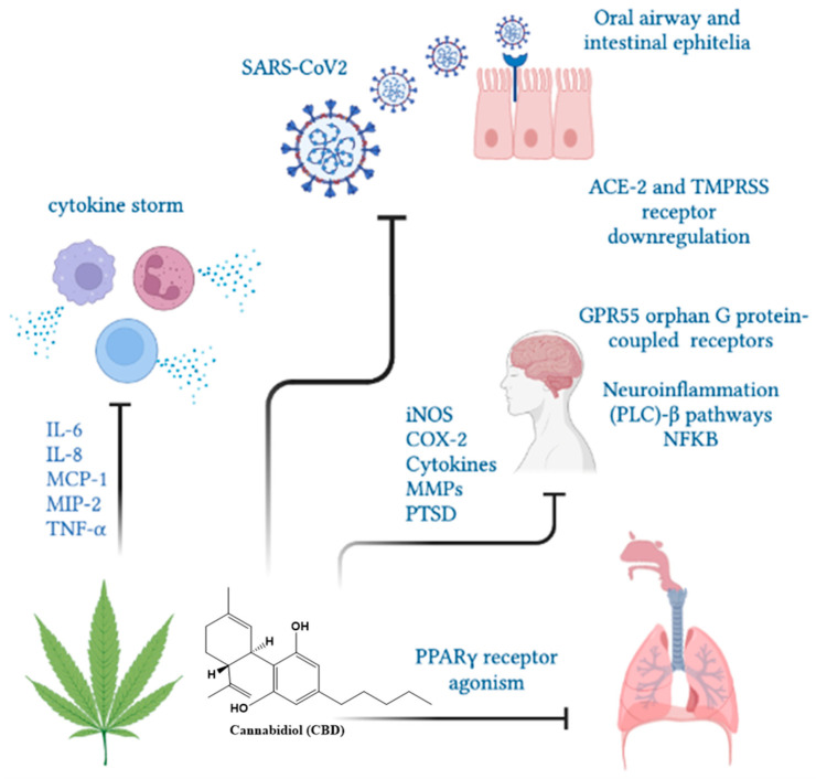 The CBD functions in SARS-CoV2 infection. Cannabinol could limit the severity of SARS-CoV2 infection by decreasing ACE-2 receptors, cytokine mitigation and lung inflammation and fibrosis through PPARγ receptors.